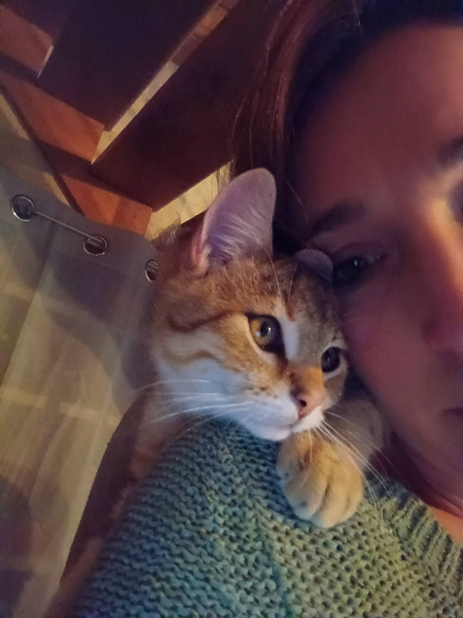 Plouf a rejoint le concours — aidez-le/la à gagner de superbes lots ! carnivore, cat, comfort, domestic_short_haired_cat, ear, eye, fawn, felidae, fur, happy, lap, love, night, paw, photo_caption, selfie, small_to_medium_sized_cats, tail, whiskers