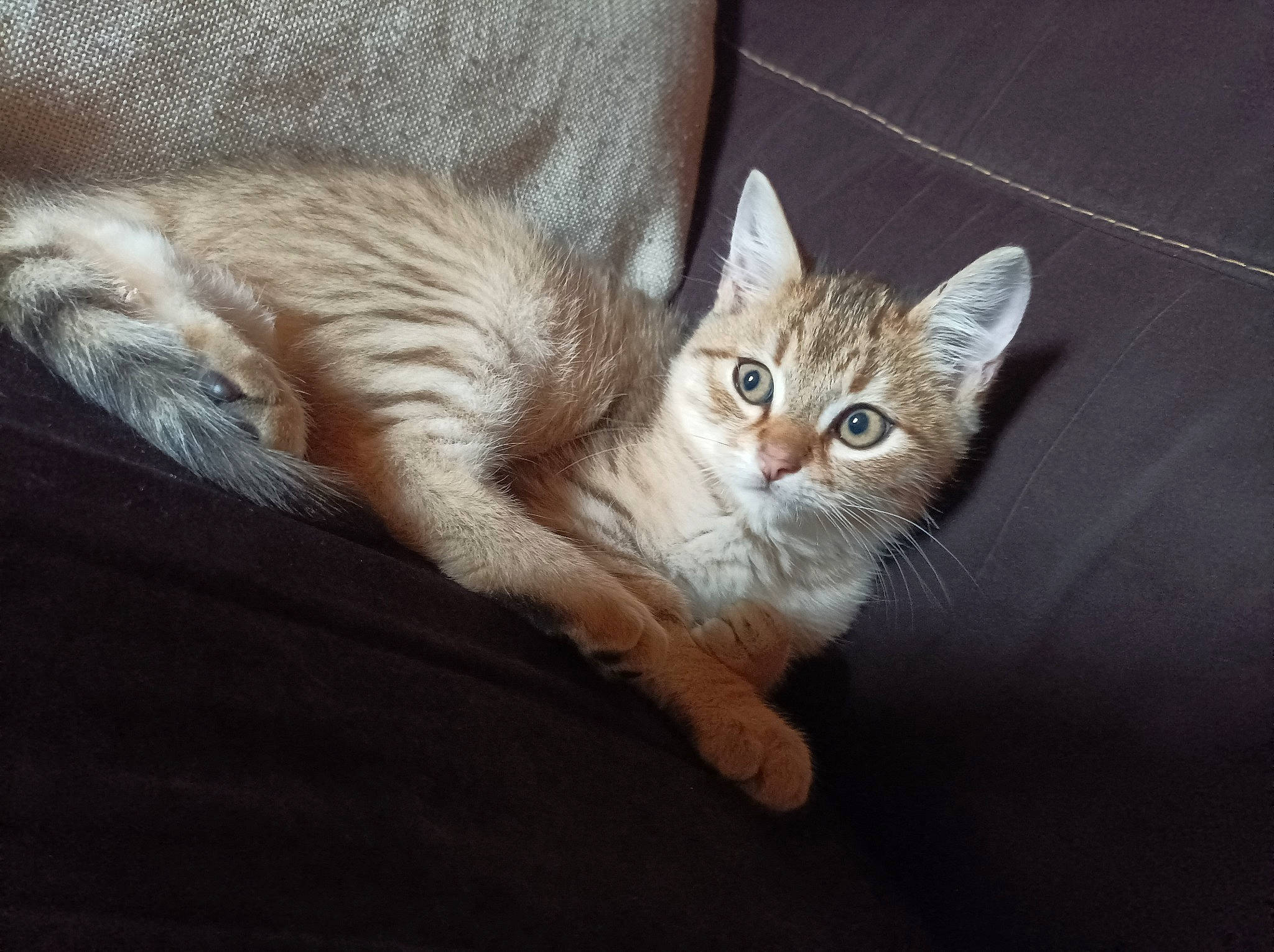 Plouf a rejoint le concours — aidez-le/la à gagner de superbes lots ! carnivore, cat, cat_furniture, claw, comfort, couch, domestic_short_haired_cat, door, fawn, felidae, fur, nap, paw, sitting, small_to_medium_sized_cats, snout, tail, whiskers, window, wood