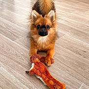 Nala participe au concours pour gagner de l'argent avec cette photo : dog, puppy, toy, plush_toy, fox_toy, wooden_floor, indoor, pet, brown_fur, fluffy, alert, playful, ears, tail, looking, animal, flooring, home, cute, pet_toy