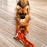 dog, puppy, toy, plush_toy, fox_toy, wooden_floor, indoor, pet, brown_fur, fluffy, alert, playful, ears, tail, looking, animal, flooring, home, cute, pet_toy