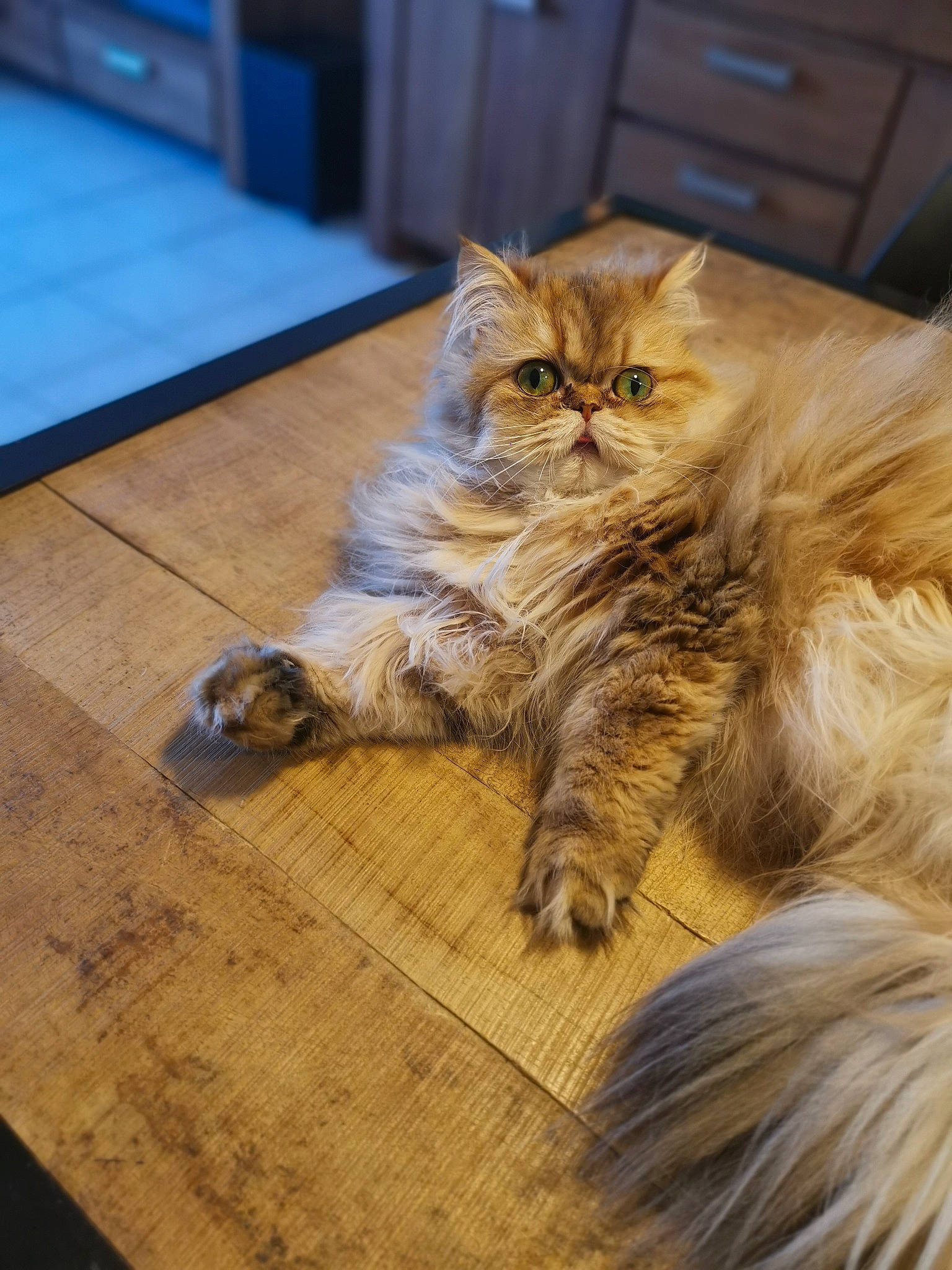Kiara a rejoint le concours — aidez-le/la à gagner de superbes lots ! cabinetry, carnivore, cat, domestic_short_haired_cat, drawer, fawn, felidae, floor, flooring, fur, hardwood, laminate_flooring, maine_coon, paw, small_to_medium_sized_cats, tail, varnish, whiskers, wood, wood_stain