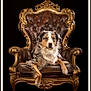 Stellau a rejoint le concours — aidez-le/la à gagner de superbes lots ! animal, armchair, canine, chair, couch, dog, furniture, hound, indoors, interiordesign, pet, puppy, throne