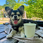 Amandine a rejoint le concours — aidez-le/la à gagner de superbes lots ! canine, daylight, dog, ears, fabric, fur, greenery, happy, nature, outdoor, paper_cup, park, pet, picnic_table, relaxed, small_dog, smiling, sunny, tongue_out, trees