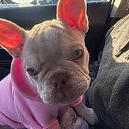 Whiskey joined the competition — help win amazing prizes! dog, french_bulldog, puppy, pink_hoodie, pet, car_interior, sunlight, ears, close_up, cute, animal, cozy, curious, sitting, blanket, warm_light, companion, domestic_animal, adorable, portrait