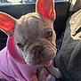 dog, french_bulldog, puppy, pink_hoodie, pet, car_interior, sunlight, ears, close_up, cute, animal, cozy, curious, sitting, blanket, warm_light, companion, domestic_animal, adorable, portrait