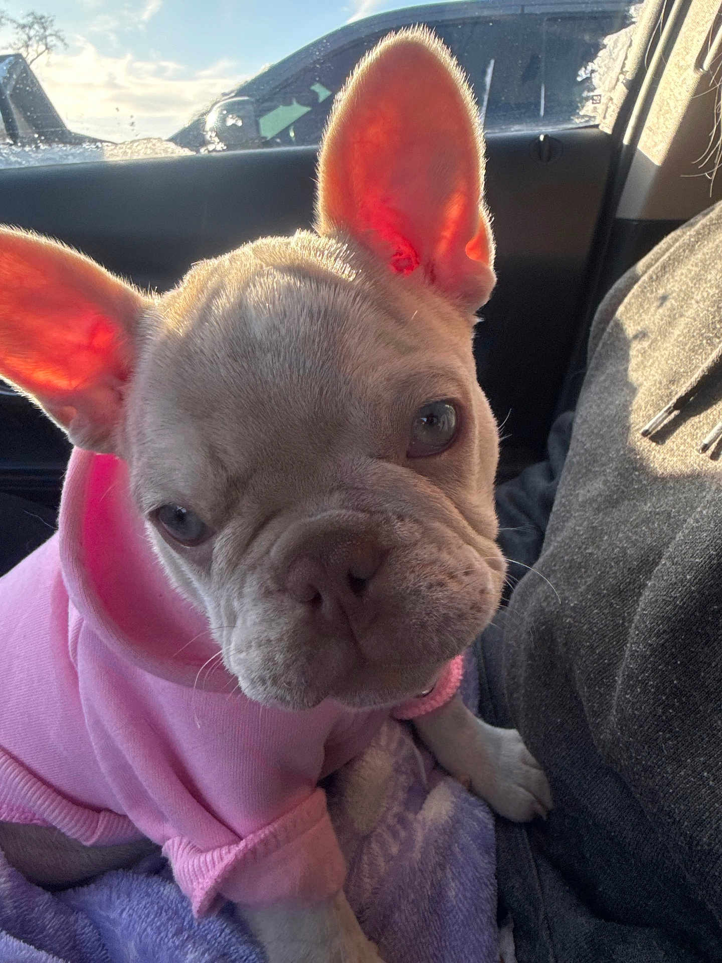 Whiskey joined the competition — help win amazing prizes! dog, french_bulldog, puppy, pink_hoodie, pet, car_interior, sunlight, ears, close_up, cute, animal, cozy, curious, sitting, blanket, warm_light, companion, domestic_animal, adorable, portrait