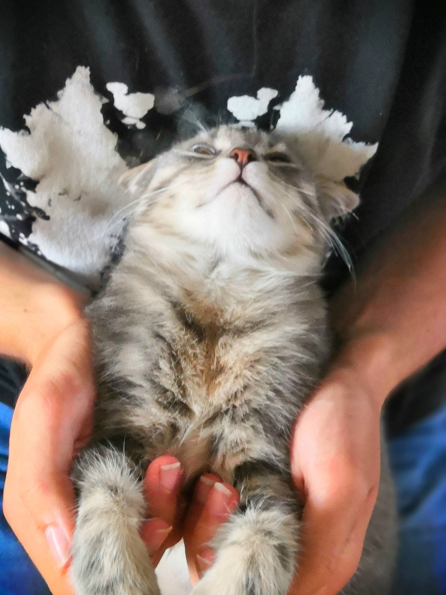 Cassius a rejoint le concours — aidez-le/la à gagner de superbes lots ! carnivore, cat, claw, comfort, domestic_short_haired_cat, fawn, felidae, finger, foot, fur, gesture, lap, nail, nap, paw, small_to_medium_sized_cats, snout, tail, toe, whiskers