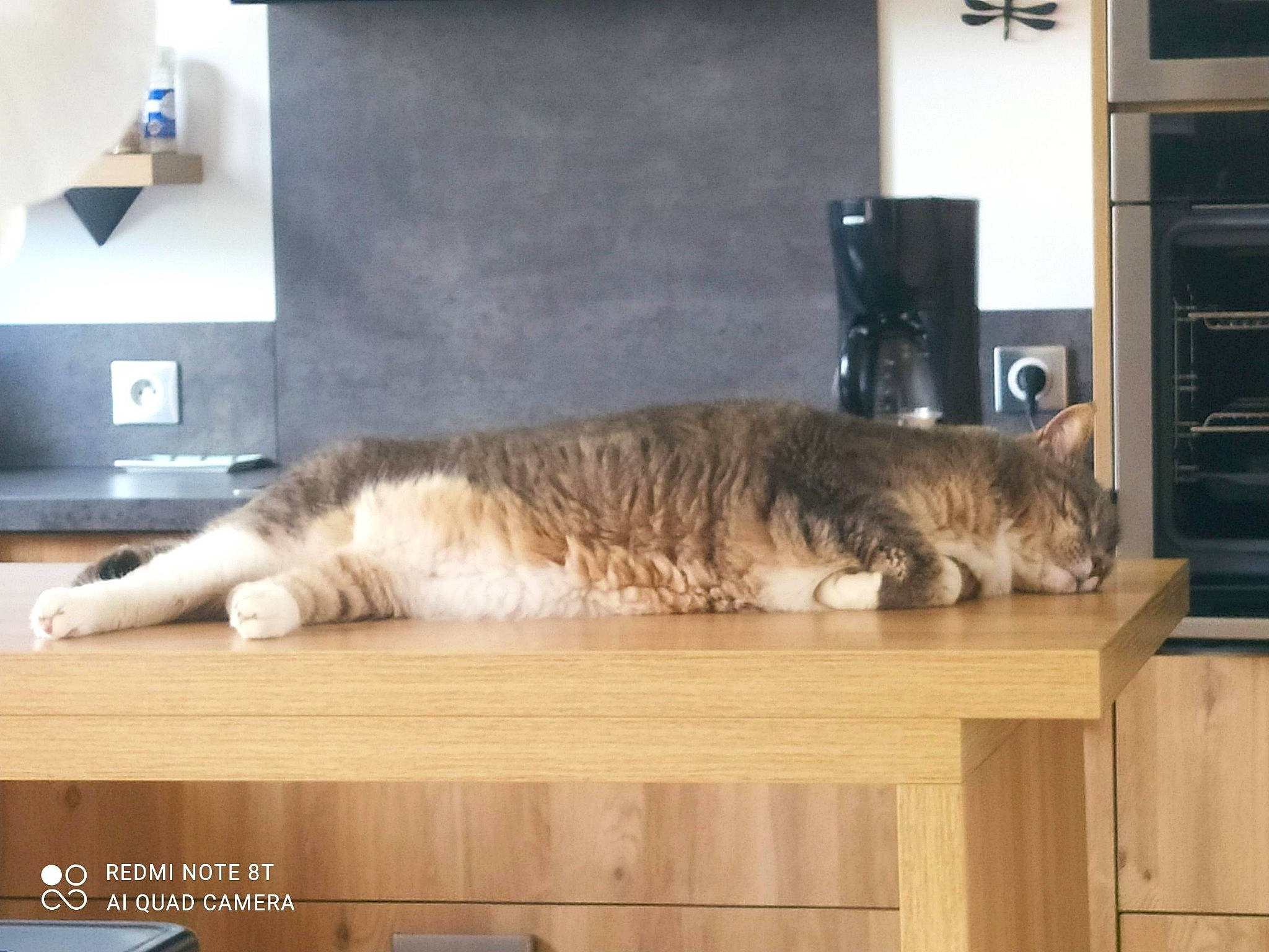 Cali a rejoint le concours — aidez-le/la à gagner de superbes lots ! cabinetry, carnivore, cat, domestic_short_haired_cat, felidae, flooring, fur, hardwood, home_appliance, paw, room, shelf, small_to_medium_sized_cats, table, tail, whiskers, window, wood