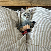 Nala a rejoint le concours — aidez-le/la à gagner de superbes lots ! cat, kitten, pet, animal, plush_toy, stuffed_animal, bed, bedding, duvet, striped_fabric, bedroom, cozy, indoors, wood, shelf, blue_eyes, fur, sitting, portrait, sleeping_area