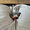 cat, kitten, pet, animal, plush_toy, stuffed_animal, bed, bedding, duvet, striped_fabric, bedroom, cozy, indoors, wood, shelf, blue_eyes, fur, sitting, portrait, sleeping_area