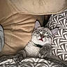 Nala participe au concours pour gagner de l'argent avec cette photo : cat, kitten, sleeping, sleepy, gray_cat, white_fur, pet, animal, cute, cozy, blanket, bed, pillow, indoors, relaxed, lounging, whiskers, closed_eyes, collar, portrait