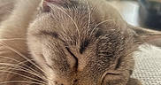 Nala participe au concours pour gagner de l'argent avec cette photo : cat, sleeping, closeup, pet, feline, whiskers, ears, fur, brown, beige, relaxed, cozy, indoor, carpet, home, portrait, animal, resting, peaceful, cute