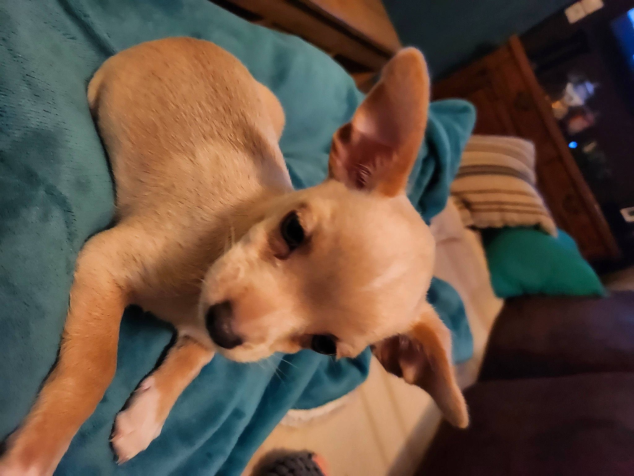 Topaze participe au concours pour gagner de l'argent avec cette photo : ancient_dog_breeds, canidae, carnivore, comfort, companion_dog, dog, dog_breed, ear, fawn, fur, nap, non_sporting_group, paw, puppy, snout, sporting_group, terrestrial_animal, toy_dog, whiskers, working_animal