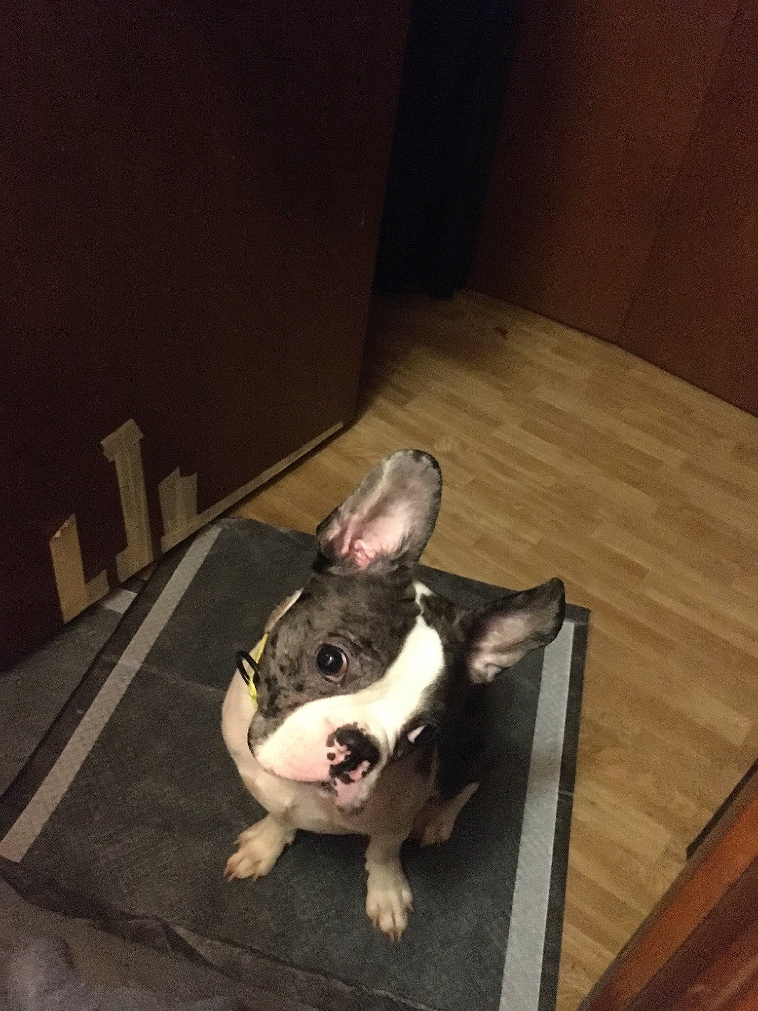 Trouble is registered to the contest to win money with this photo: boston_terrier, bulldog, canidae, carnivore, companion_dog, dog, dog_breed, ear, eye, flooring, french_bulldog, hardwood, molosser, plant, snout, sporting_group, toy_dog, whiskers, wood, working_animal