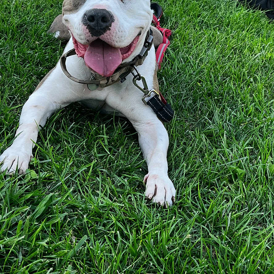Peanut is registered to the contest to win money with this photo: animal, canine, closeup, collar, cute, daytime, dog, friendly, grass, happy, leash, nature, outdoor, pet, playful, relaxed, resting, smiling, summer, tongue_out