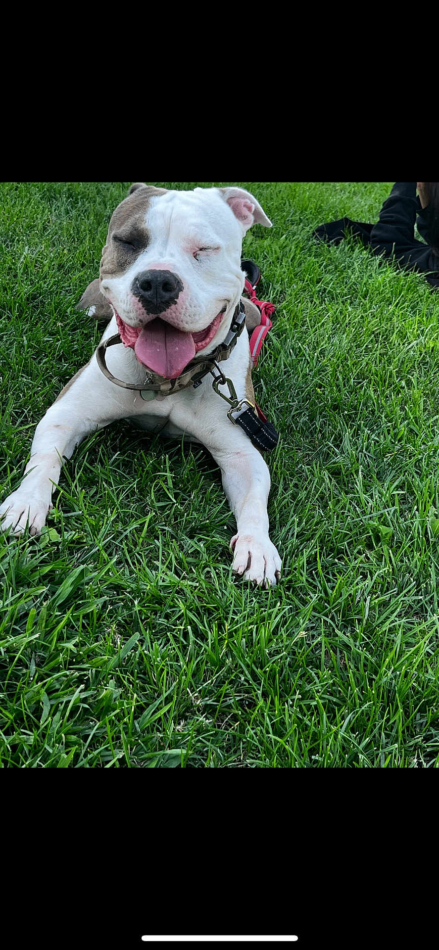 Peanut is registered to the contest to win money with this photo: dog, smiling, tongue_out, grass, outdoor, happy, pet, canine, collar, leash, resting, animal, playful, summer, nature, cute, friendly, closeup, relaxed, daytime