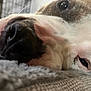 Peanut is registered to the contest to win money with this photo: dog, close_up, resting, nose, whiskers, eye, fur, sleepy, relaxed, pet, animal, indoor, soft_texture, blanket, cozy, portrait, muzzle, calm, domestic, closeup