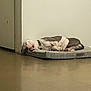 Peanut joined the competition — help win amazing prizes! dog, sleeping, dog_bed, indoor, floor, white_wall, relaxation, resting, pet, canine, collar, brown, white, quiet, peaceful, calm, domestic_animal, companion, home, napping