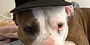 Peanut is registered to the contest to win money with this photo: dog, canine, pet, lying_down, cap, hat, new_york_yankees, black_cap, brown_and_white, indoor, blanket, resting, closeup, face, nose, ears, fur, bedroom, relaxed, cute