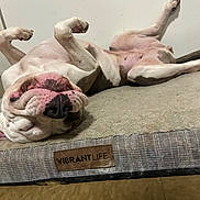 Peanut is registered to the contest to win money with this photo: dog, lying_down, upside_down, pet_bed, relaxed, pink_nose, spots, indoor, floor, canine, sleeping, comfortable, resting, white_fur, brown_spots, animal, snout, paw, vibrant_life, closeup