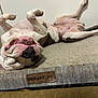 dog, lying_down, upside_down, pet_bed, relaxed, pink_nose, spots, indoor, floor, canine, sleeping, comfortable, resting, white_fur, brown_spots, animal, snout, paw, vibrant_life, closeup