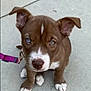 Loki is registered to the contest to win money with this photo: puppy, dog, brown, white_paws, blue_eyes, leash, concrete, pet, canine, young_dog, sitting, outdoor, close_up, cute, animal, companion, fur, ears, nose, whiskers