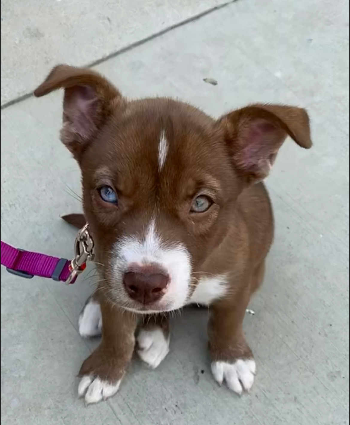 Loki