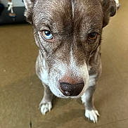 Loki is registered to the contest to win money with this photo: dog, heterochromia, blue_eye, brown_eye, pet, close_up, indoor, floor, animal, canine, fur, whiskers, ears, nose, looking, portrait, expression, sitting, brown_fur, white_fur
