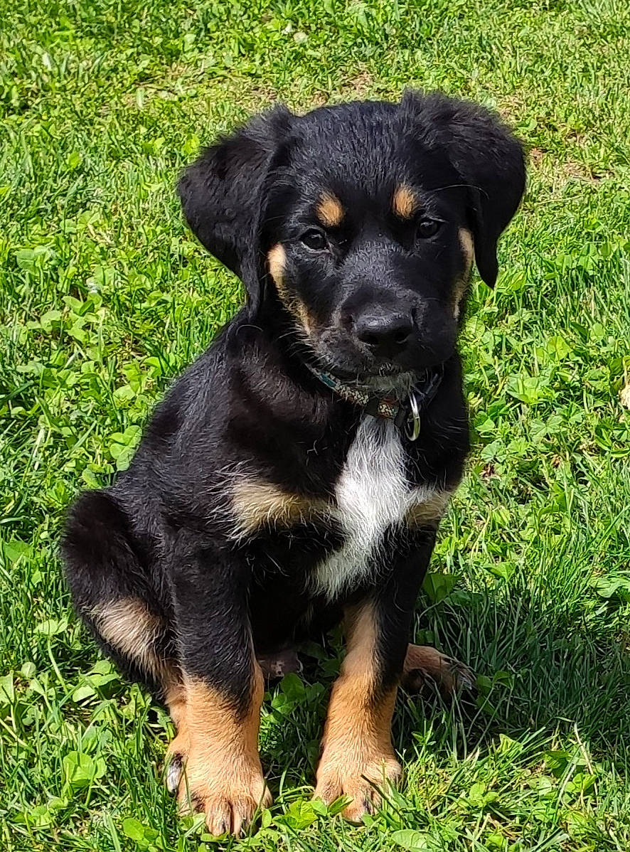 Rox a rejoint le concours — aidez-le/la à gagner de superbes lots ! black_and_tan_terrier, canidae, carlin_pinscher, carnivore, companion_dog, dog, dog_breed, english_shepherd, hovawart, huntaway, hunting_dog, mammal, puppy, rare_breed_dog, rottweiler, sporting_group, vertebrate