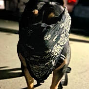 Karma G is registered to the contest to win money with this photo: animal, bandana, black, blurred, brown, canine, dog, ears, face_covering, leash, low_light, mystery, night, outdoor, pavement, pet, shadow, standing, street, urban