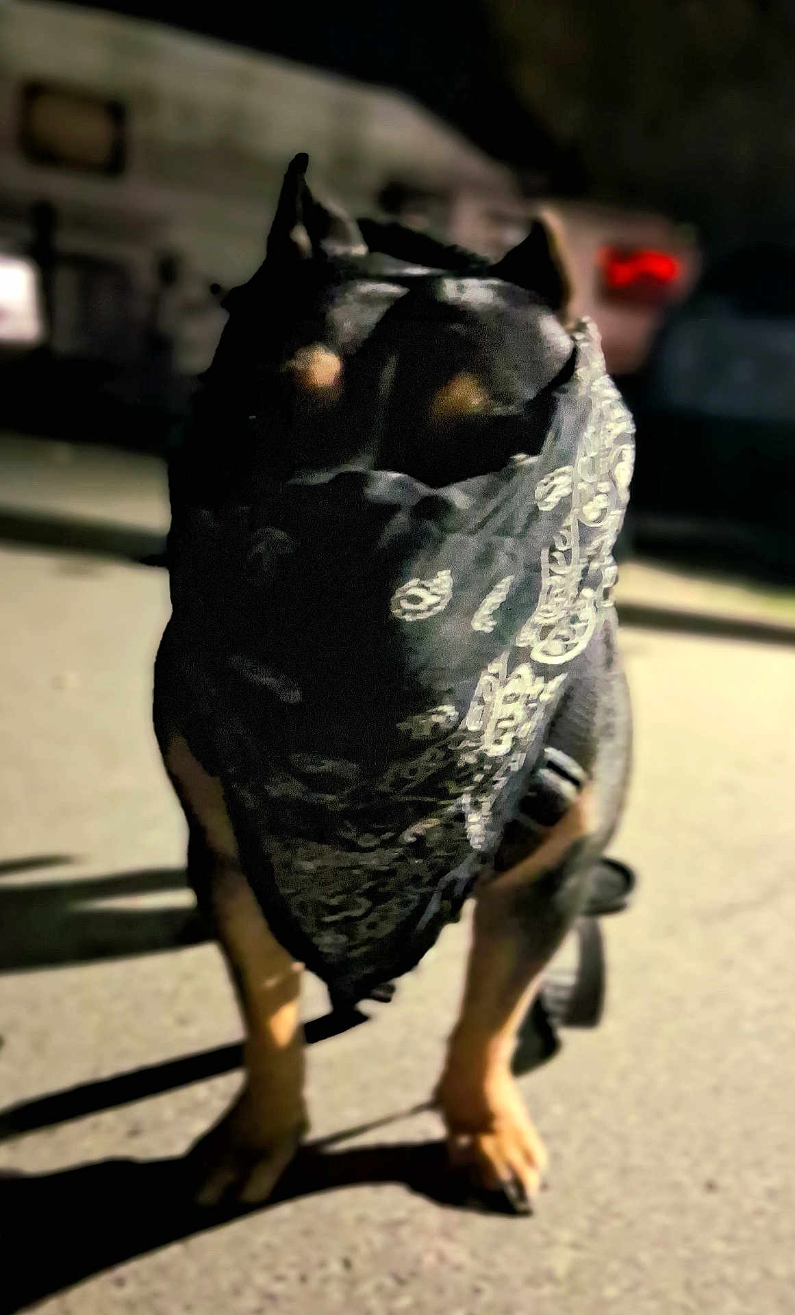 Karma G is registered to the contest to win money with this photo: animal, bandana, black, blurred, brown, canine, dog, ears, face_covering, leash, low_light, mystery, night, outdoor, pavement, pet, shadow, standing, street, urban