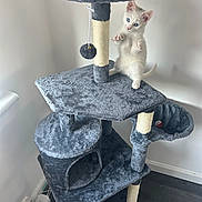 Kasper joined the competition — help win amazing prizes! animal, blue_eyes, cat_tree, corner, curious, cute, feline, floor, household, indoor, kitten, pet, playful, plush, scratching_post, standing, toy, wall, white_cat, young_cat