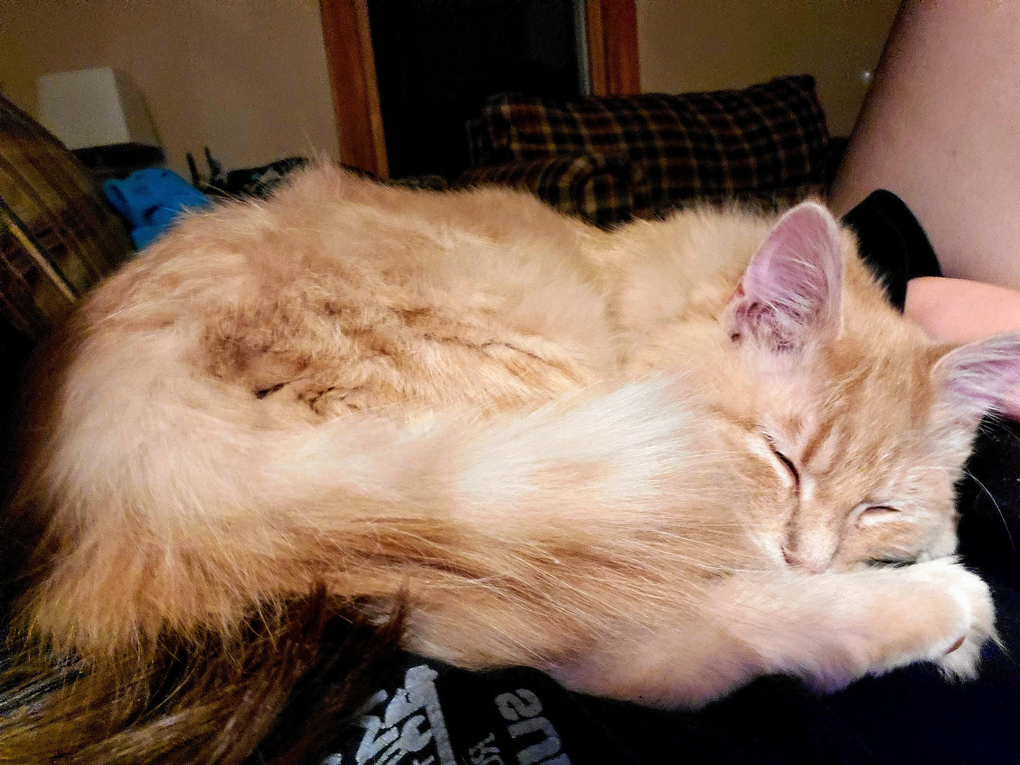 Olive joined the competition — help win amazing prizes! asian, balinese, carnivore, cat, domestic_long_haired_cat, ear, fawn, felidae, fur, kitten, mammal, nap, oriental_longhair, ragamuffin, ragdoll, small_to_medium_sized_cats, tail, turkish_van, whiskers