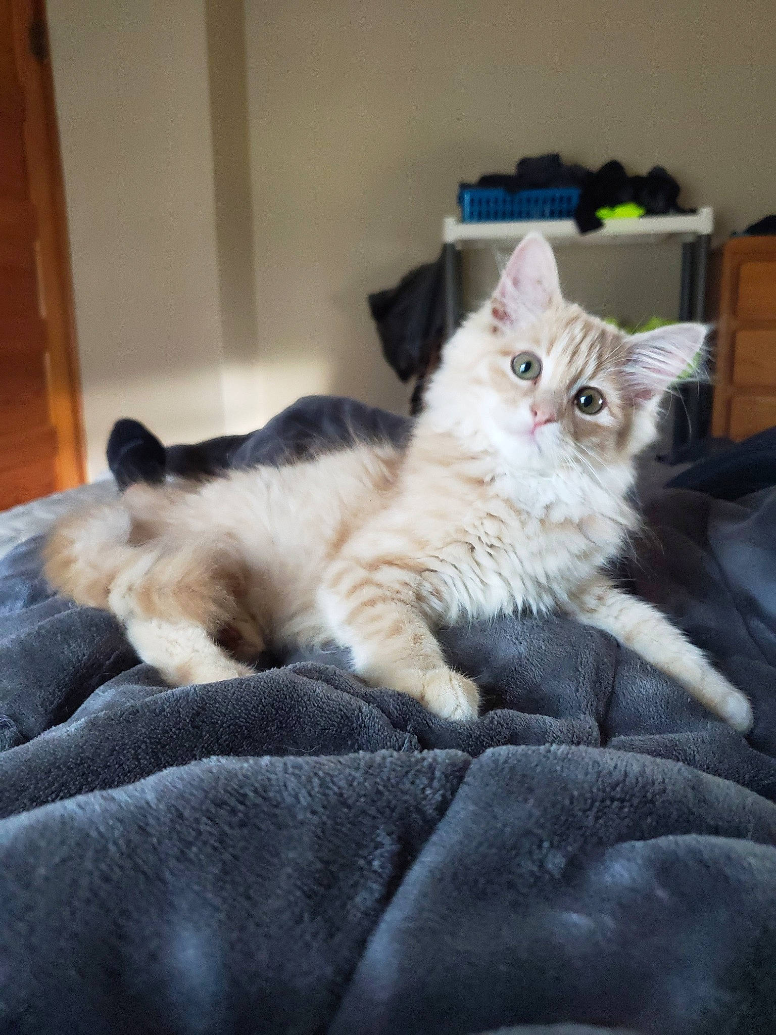Olive joined the competition — help win amazing prizes! american_curl, asian, asian_semi_longhair, british_semi_longhair, carnivore, cat, domestic_long_haired_cat, european_shorthair, fawn, felidae, fur, kitten, mammal, ragamuffin, ragdoll, siberian, small_to_medium_sized_cats, turkish_angora, vertebrate, whiskers