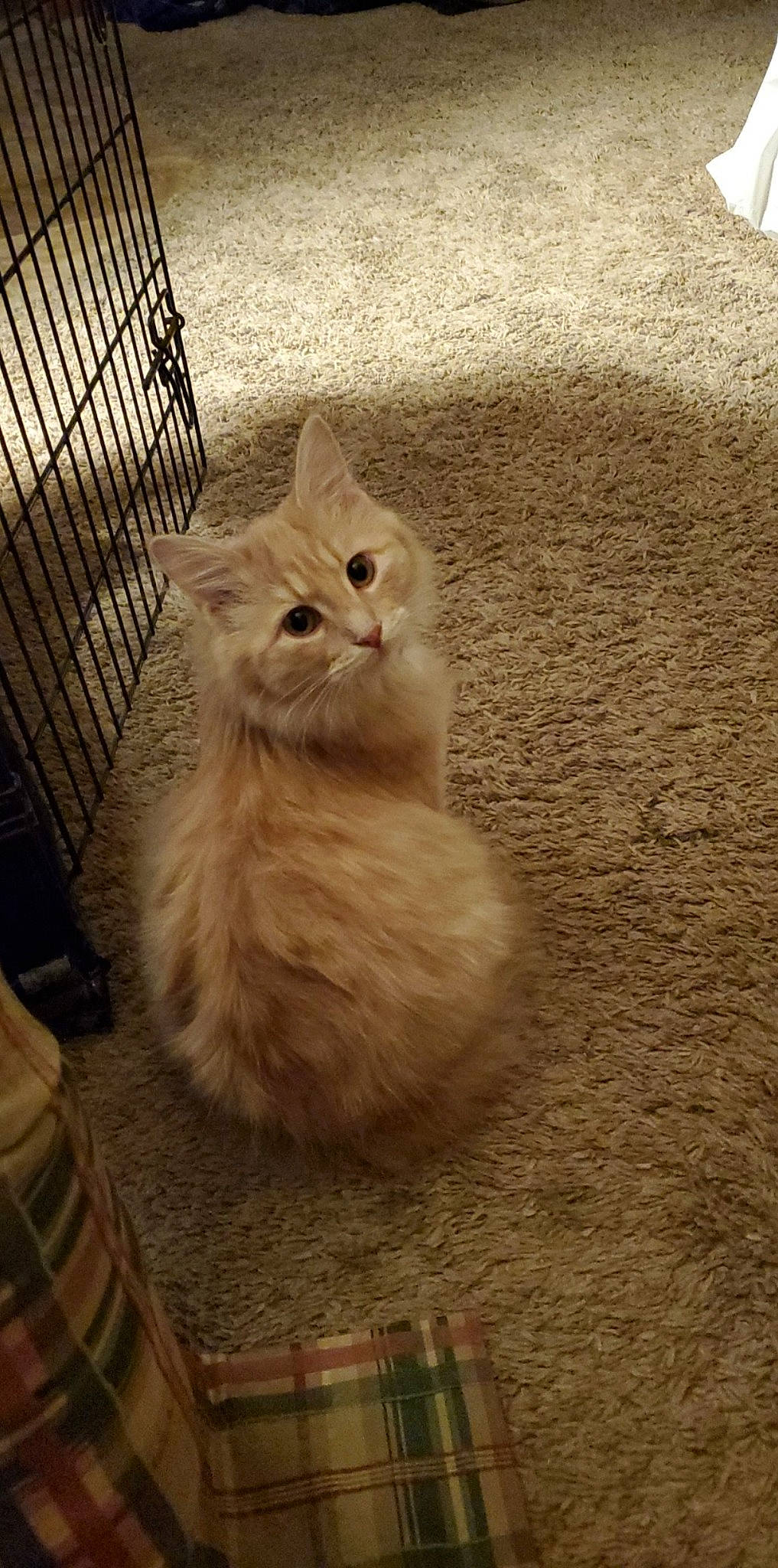 Olive is registered to the contest to win money with this photo: asian, asian_semi_longhair, british_longhair, british_semi_longhair, carnivore, cat, domestic_long_haired_cat, european_shorthair, fawn, felidae, fur, kitten, mammal, munchkin, napoleon_cat, norwegian_forest_cat, persian, small_to_medium_sized_cats, whiskers, wood