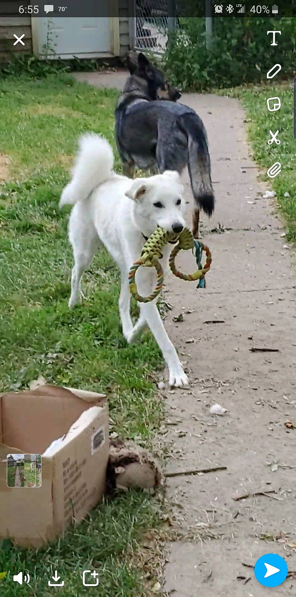 Hobo joined the competition — help win amazing prizes! akbash_dog, berger_blanc_suisse, canidae, carnivore, dog, dog_breed, east_siberian_laika, kishu, korean_jindo_dog, mammal, northern_inuit_dog, pungsan_dog, rare_breed_dog, siberian_husky, sporting_group, tail, vertebrate, working_dog