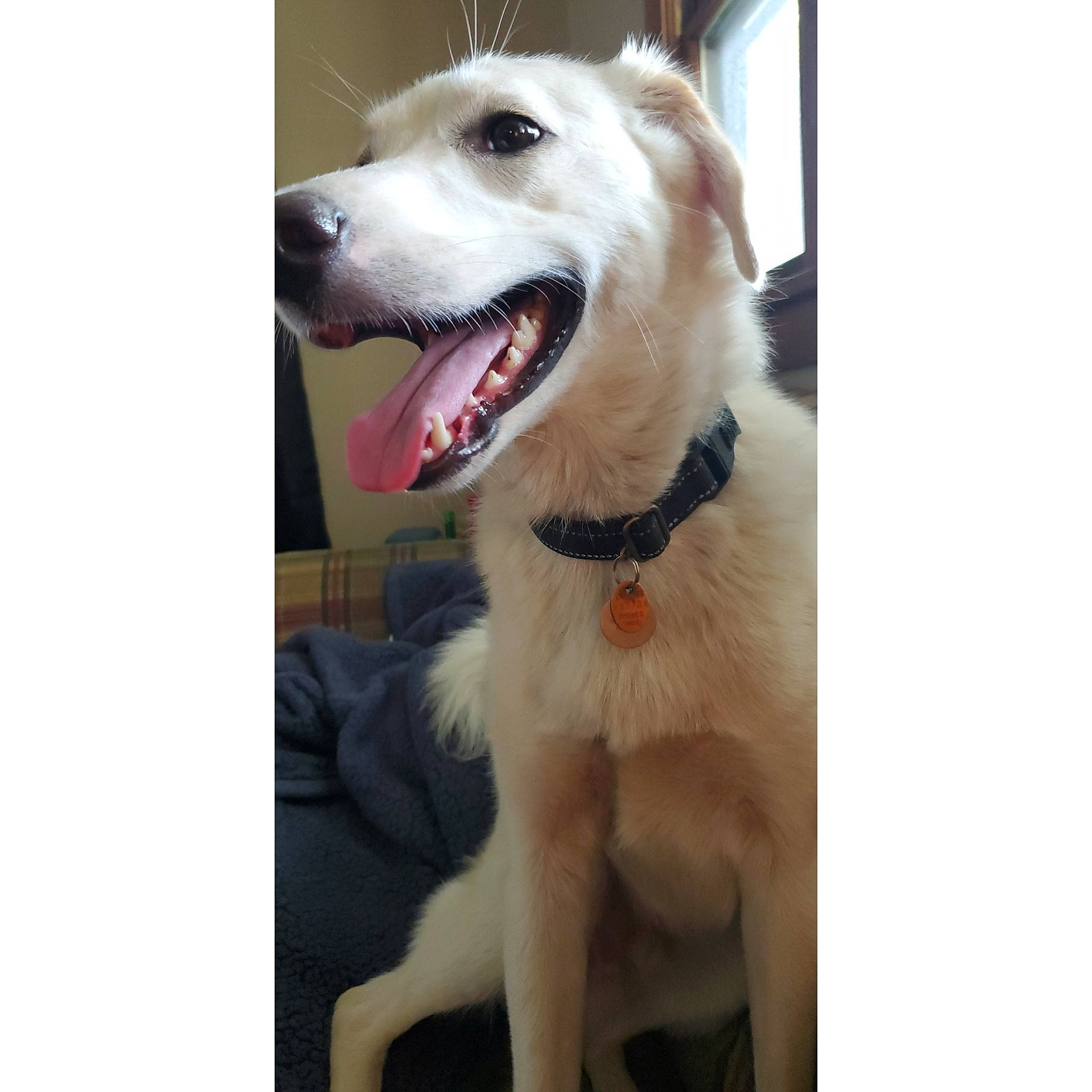 Hobo is registered to the contest to win money with this photo: ancient_dog_breeds, canaan_dog, canidae, carnivore, dog, dog_breed, fawn, kintamani, labrador_husky, labrador_retriever, mammal, rare_breed_dog, retriever, siberian_husky, sled_dog, sporting_group, vertebrate