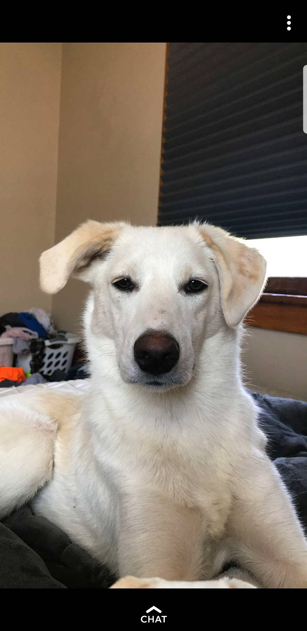 Hobo is registered to the contest to win money with this photo: akbash_dog, berger_blanc_suisse, canidae, carnivore, companion_dog, dog, dog_breed, great_pyrenees, labrador_retriever, mammal, rare_breed_dog, retriever, snout, sporting_group, vertebrate, white_shepherd, working_dog