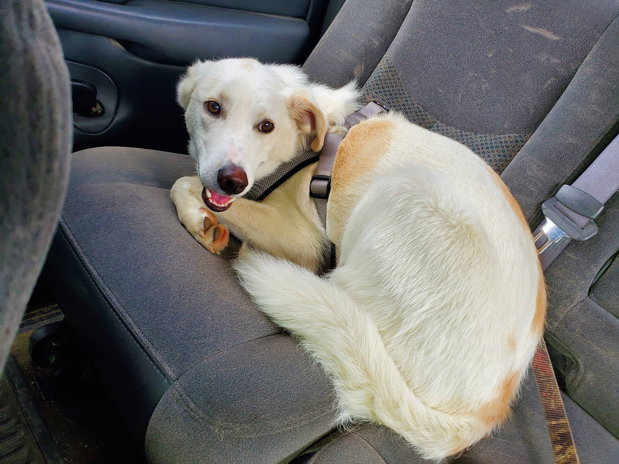 Hobo is registered to the contest to win money with this photo: akbash_dog, canidae, car_seat, carnivore, companion_dog, dog, dog_breed, labrador_retriever, mammal, puppy, rare_breed_dog, retriever, snout, sporting_group, street_dog, vehicle