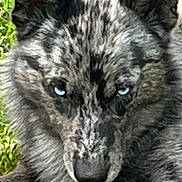 Cookie is registered to the contest to win money with this photo: animal, black, blue_eyes, canine, close_up, dog, eyes, face, fur, grass, gray, intense_gaze, lying_down, mammal, nature, outdoor, pet, portrait, wild, wolf_like