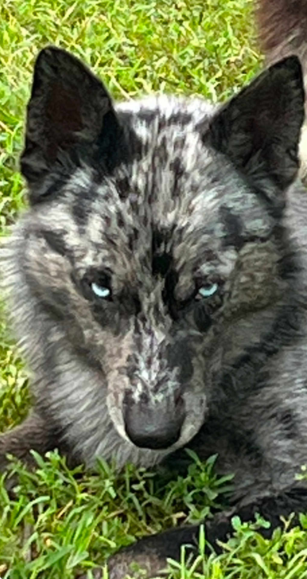 Cookie is registered to the contest to win money with this photo: animal, black, blue_eyes, canine, close_up, dog, eyes, face, fur, grass, gray, intense_gaze, lying_down, mammal, nature, outdoor, pet, portrait, wild, wolf_like