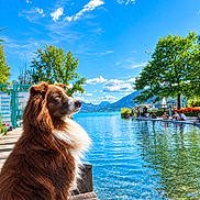 Memphis participe au concours pour gagner de l'argent avec cette photo : dog, fluffy_dog, brown_dog, white_fur, long_hair, lake, water, mountains, blue_sky, clouds, outdoors, dock, lakeside, boats, paddleboards, trees, landscape, scenic, sunny, travel