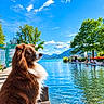 dog, fluffy_dog, brown_dog, white_fur, long_hair, lake, water, mountains, blue_sky, clouds, outdoors, dock, lakeside, boats, paddleboards, trees, landscape, scenic, sunny, travel