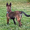 dog, brown_coat, grass, backyard, outdoor, pet, animal, canine, standing, alert, ears, tail, fence, nature, sunlight, greenery, leash, collar, watching, daytime