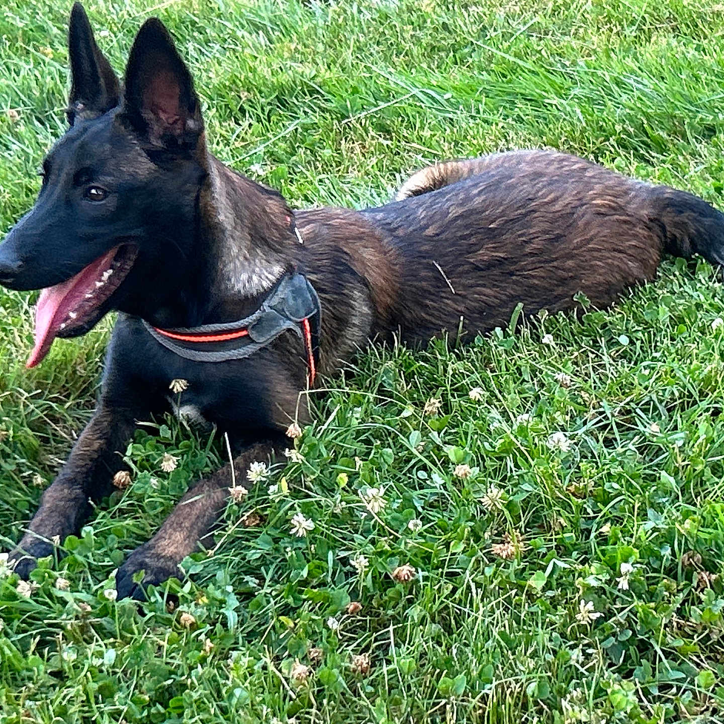 Bella participe au concours pour gagner de l'argent avec cette photo : dog, animal, pet, grass, outdoor, canine, lying_down, tongue_out, ears_up, nature, field, greenery, collar, alert, summer, daylight, mammal, playful, resting, active