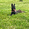 Bella participe au concours pour gagner de l'argent avec cette photo : dog, black_dog, grass, field, outdoor, nature, pet, animal, tongue_out, collar, happy, ears, lying_down, sunny, greenery, wildflowers, canine, relaxed, summer, playful