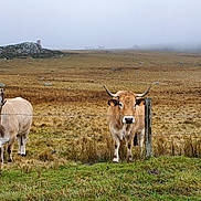 Pedro a rejoint le concours — aidez-le/la à gagner de superbes lots ! bovine, cow_goat_family, dairy_cow, farm, grassland, grazing, herd, livestock, mammal, pasture, rural_area, wildlife