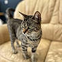alert, animal, background_blur, beige, cat, close_up, couch, domestic_animal, feline, fur, green_eyes, home, indoor, looking_away, mammal, pet, soft_focus, tabby, tail, whiskers