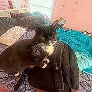 Nugget joined the competition — help win amazing prizes! backpack, bed, blanket, cat, cozy, domestic_cat, fur, furniture, household, indoor, natural_light, one_eyed, pet, pillow, pink_wall, room, sleeping_area, tuxedo_cat, whiskers, window