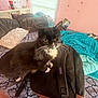 backpack, bed, blanket, cat, cozy, domestic_cat, fur, furniture, household, indoor, natural_light, one_eyed, pet, pillow, pink_wall, room, sleeping_area, tuxedo_cat, whiskers, window